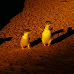 Australian Little Penguin (Eudyptula [minor] novaehollandiae)