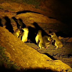Australian Little Penguin (Eudyptula [minor] novaehollandiae)