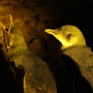 Australian Little Penguin (Eudyptula [minor] novaehollandiae)