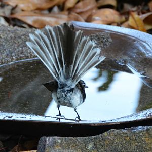 Grey fantail
