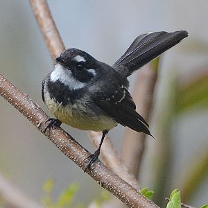 Grey fantail 1