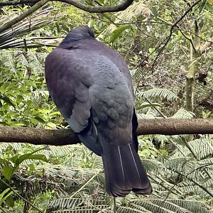 New Zealand pigeon (Hemiphaga novaeseelandiae)