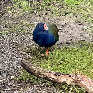 Takahe (Porphyrio hochstetteri)