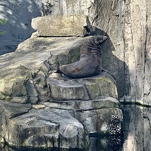 Subantarctic fur seal (Arctocephalus tropicalis)