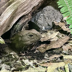 Tuatara (Sphenodon punctatus)