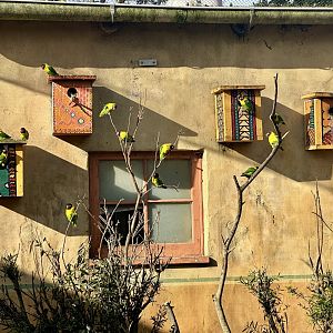 Masked lovebird (Agapornis personatus)