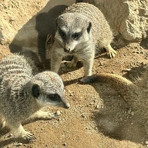 Slender-tailed meerkat (Suricata suricatta)