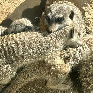 Slender-tailed Meerkat and Pups