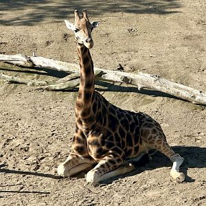 Billy (Bull Giraffe)