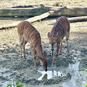 Lowland nyala (Tragelaphus angasii)