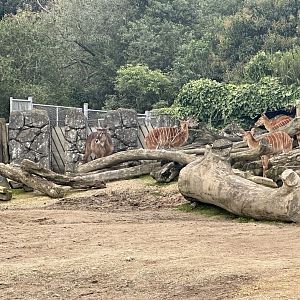 African Antelopes (Waterbuck/Lowland Nyala)