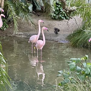 Greater flamingo (Phoenicopterus roseus)