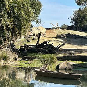 Rhinoceros Herd at Waterhole
