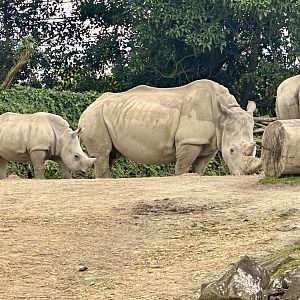 Jamila and Zuka (Southern White Rhinoceros)