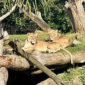 Ilola and Kibibi (Lionesses)