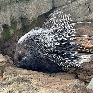 Cape porcupine (Hystrix africaeaustralis)