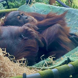 Bahmi (Bornean Orangutan)