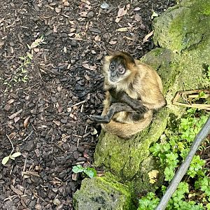 Black-handed spider monkey (Ateles geoffroyi)