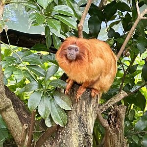 Golden lion tamarin (Leontopithecus rosalia)