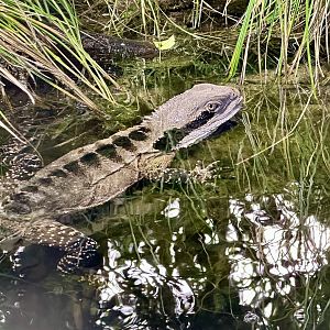 Eastern water dragon (Intellagama lesueurii lesueurii)