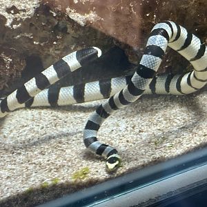 Yellow-lipped sea krait (Laticauda colubrina)