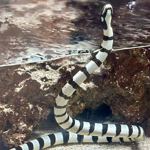 Yellow-lipped sea krait (Laticauda colubrina)