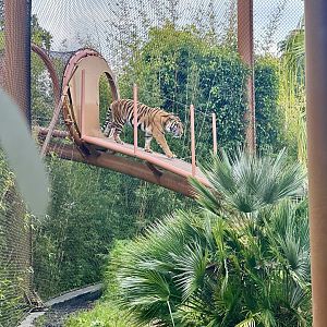 Sumatran Tiger (Aerial Pathway)