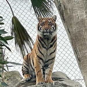 Cahya (18 Months Old)