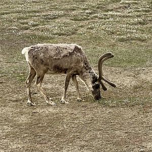 Caribou - Alaska