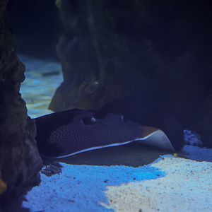 Australian Whipray