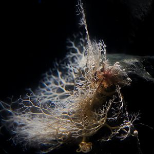 Basket Star and Feather Star