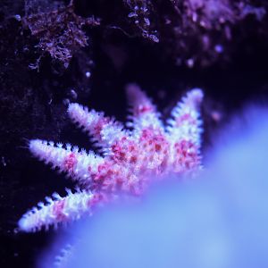 Baby Sunflower Sea Star