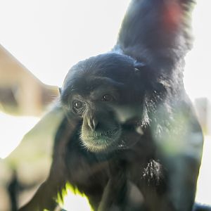 Siamang