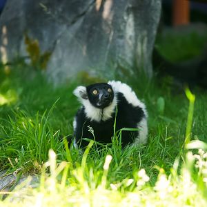 Black and White Ruffed Lemur