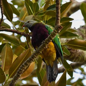 Wompoo Fruit-Dove