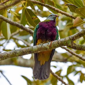 Wompoo Fruit-Dove
