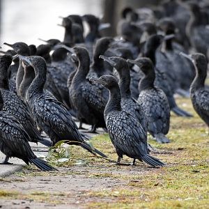 Little Black Cormorants