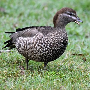 Australian Wood-Duck