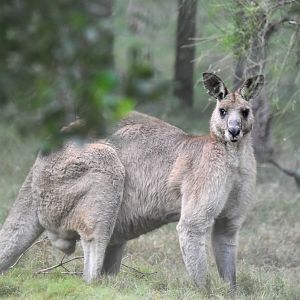 Eastern Grey Kangaroo