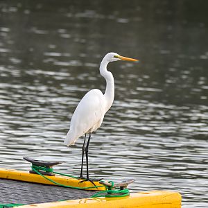 Eastern Great Egret