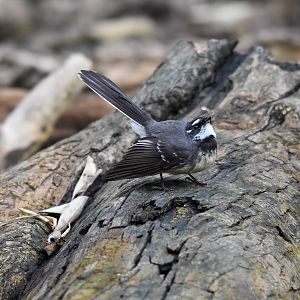 Grey Fantail