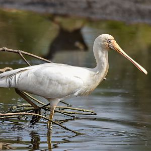 Yellow-billed Spoonbill