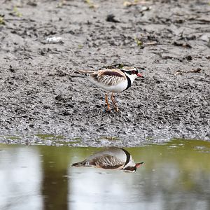 Black-fronted Dotterel