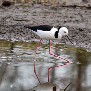 Pied Stilt