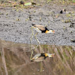 Comb-crested Jacana