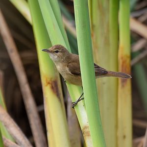 Australian Reed-Warbler