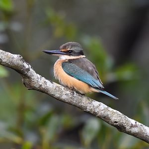 Sacred Kingfisher