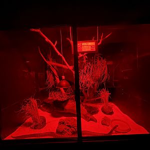 Woma Python exhibit - July 2025