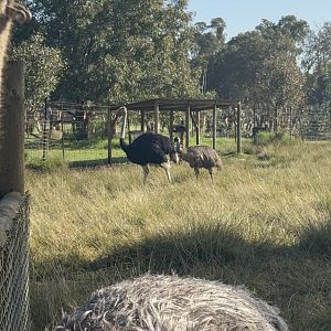 Ostrich and Emu - July 2025