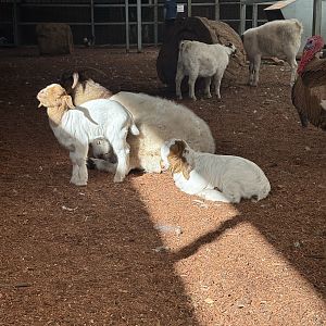 Goat kid basking in the sun - July 2025